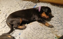 Dobermann dogs for sale: Outstanding KC Reg Dobermann puppies - Image 15