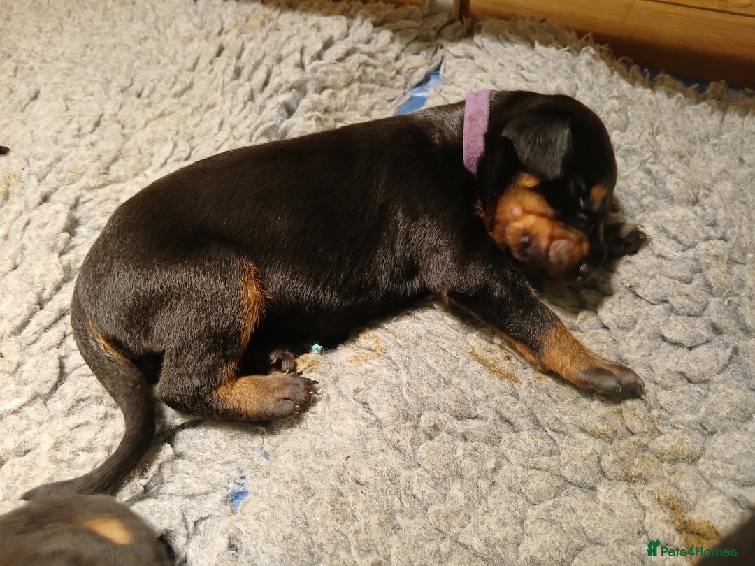 Dobermann dogs for sale: Outstanding KC Reg Dobermann puppies - Image 15