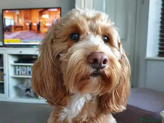 Cockapoo dogs Proven Red & white F1 cockapoo stud dog. in Barnsley - Advert 11