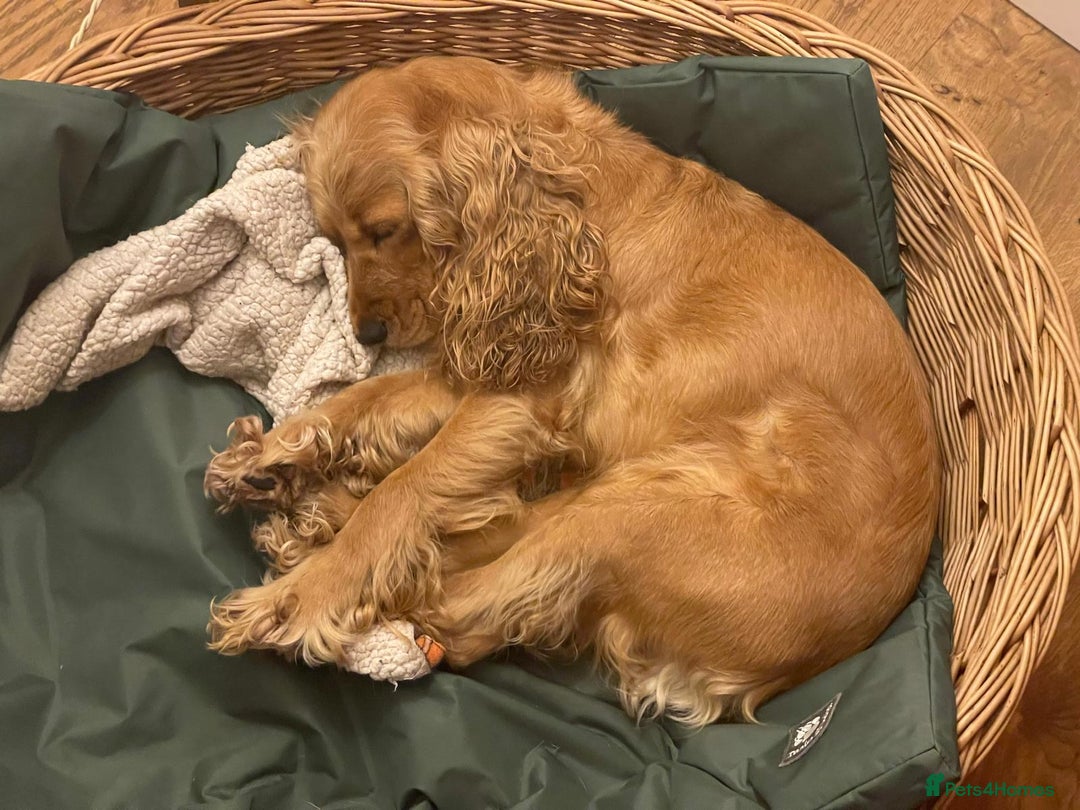 Cocker Spaniel dogs for sale: Cocker Spaniel Bitch - Golden Inside & Out - Advert 4