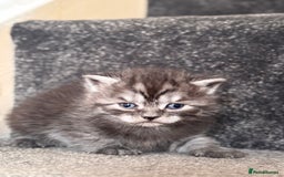 British Shorthair cats for sale: British shorthair kittens - Image 13