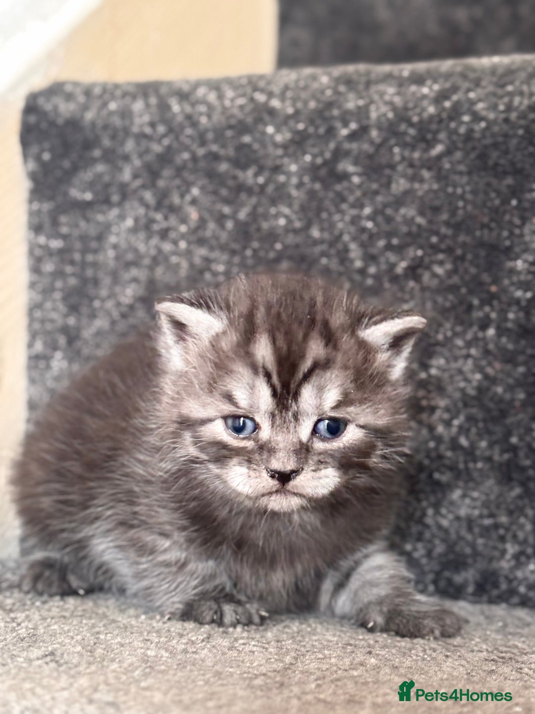 British Shorthair cats for sale: British shorthair kittens - Image 13
