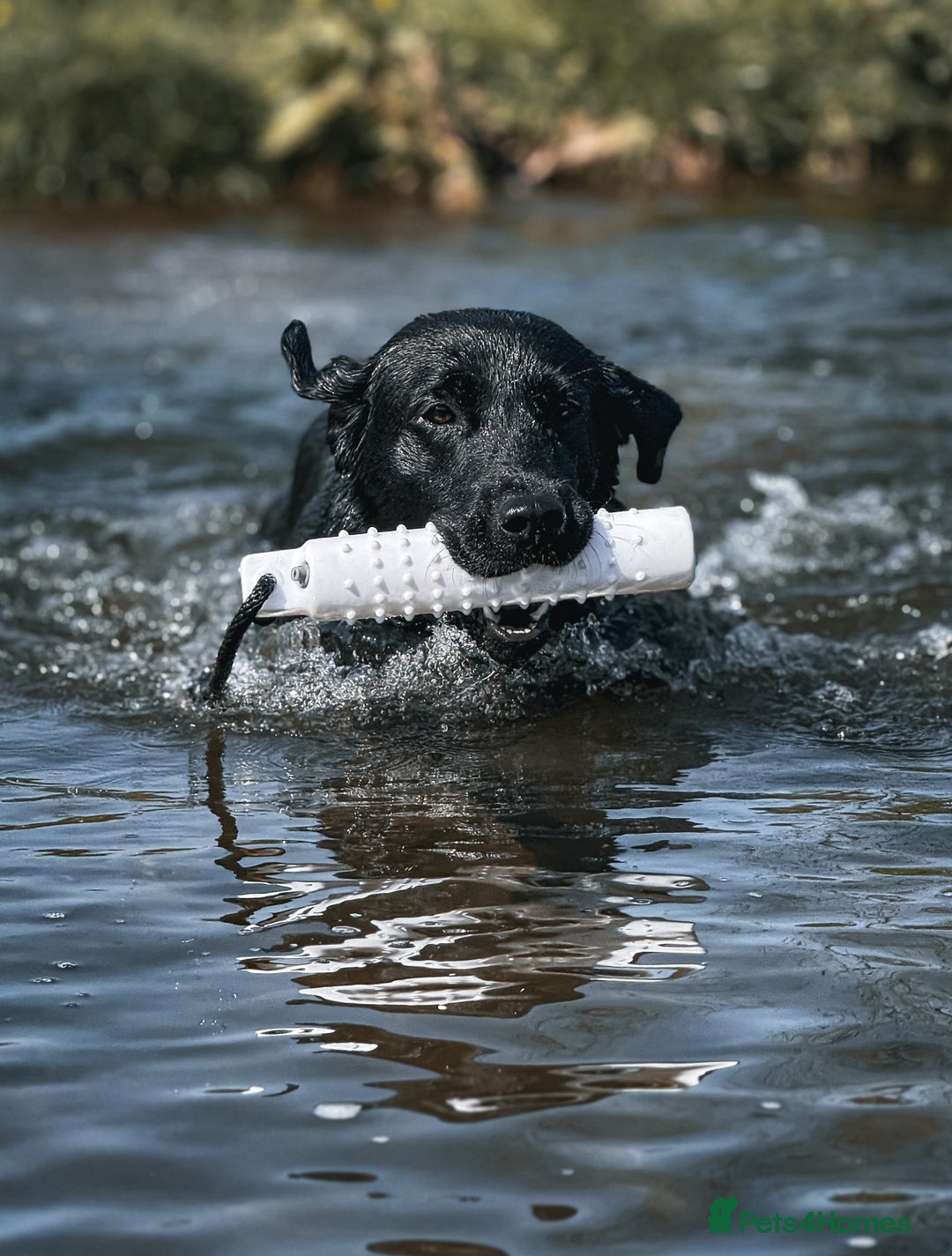 Labrador Retriever dogs for stud: Proven Gorgeous Black Lab in Mansfield - Advert 2