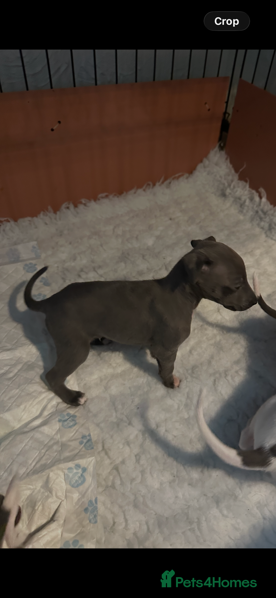 Mixed Breed dogs for sale: Whippet x Italian Greyhound Pups - Advert 10