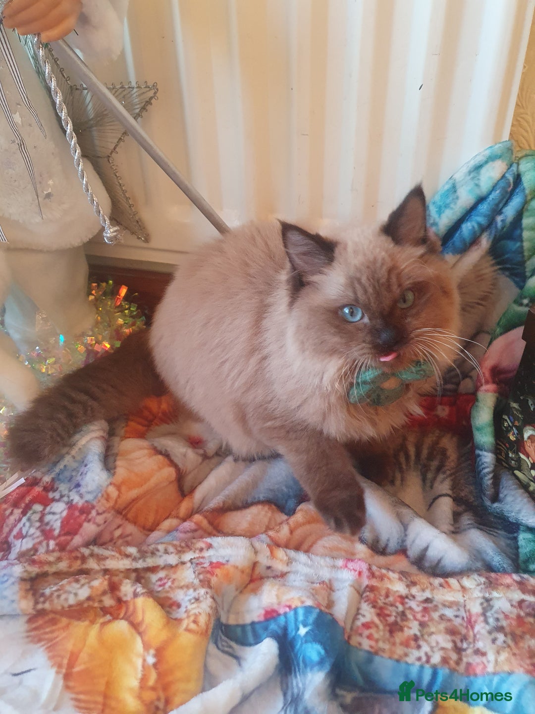 Ragdoll cats for sale: Mink & traditional Ragdolls - Advert 37