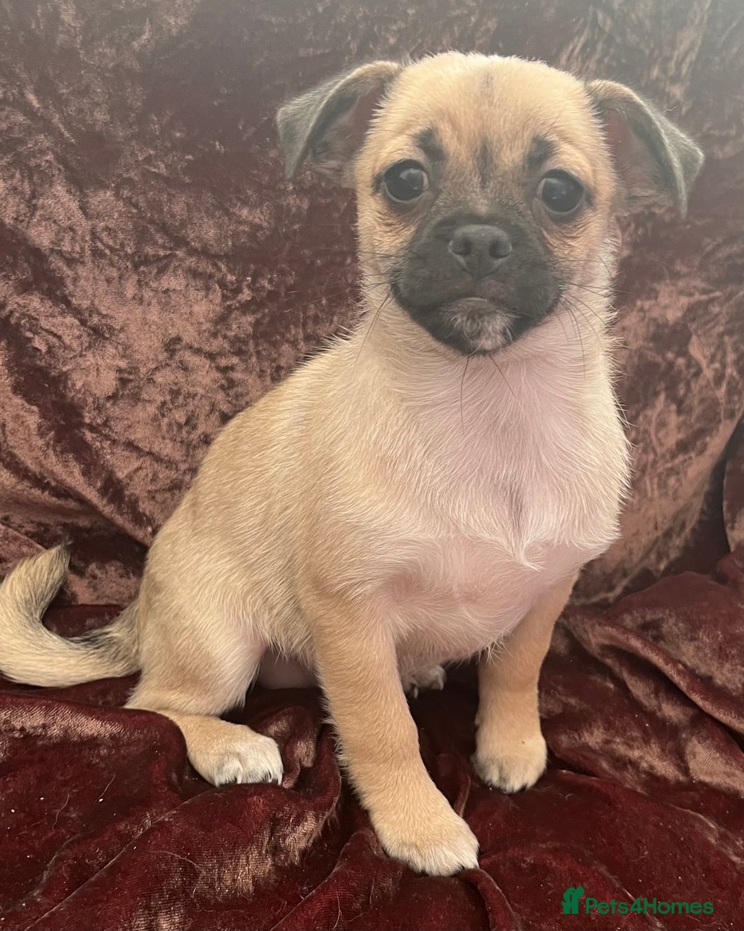 Mixed Breed dogs for sale: PUG CROSS  READY TO GO.  - Image 4