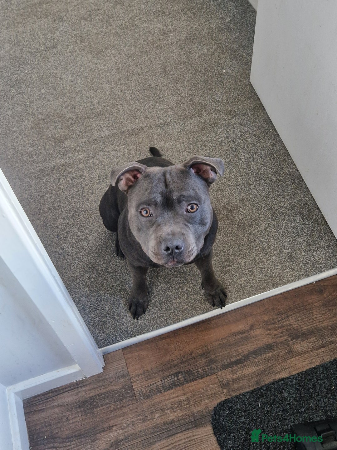 Staffordshire Bull Terrier dogs for stud: Boris + Caesar - Advert 9