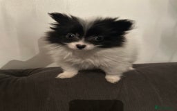 Pomeranian dogs for sale: 6 beautiful Pomeranian puppies  - Image 1