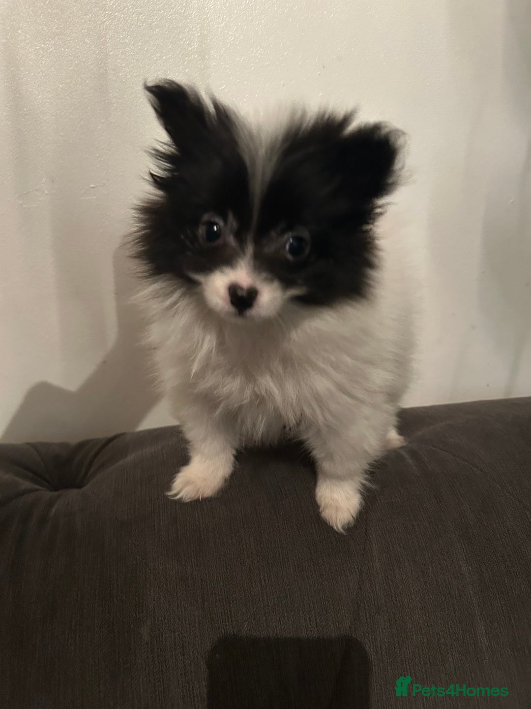 Pomeranian dogs for sale: 6 beautiful Pomeranian puppies  - Image 1