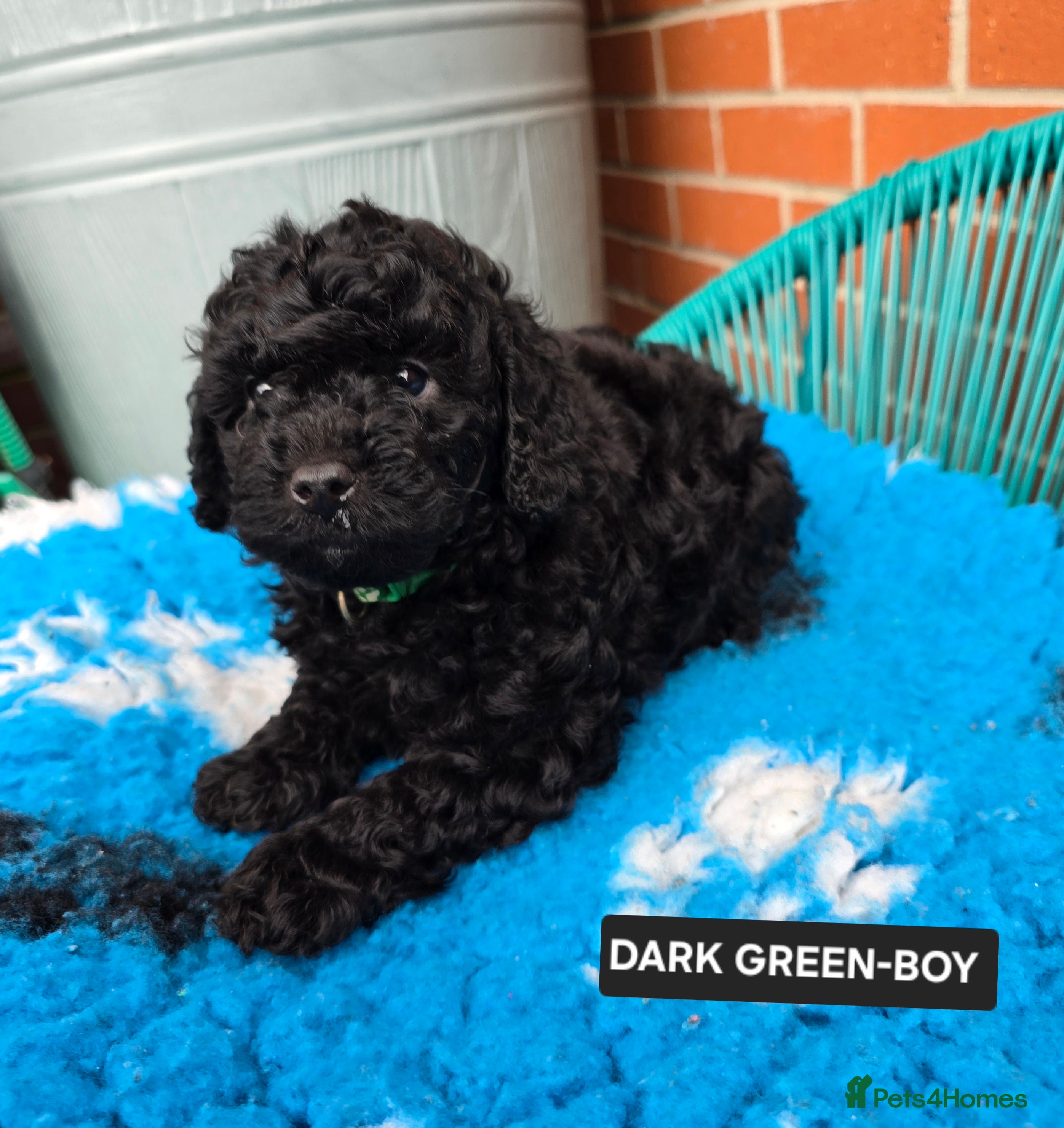 Toy Poodle dogs Georges KC Black Toy Poodle Puppies 🐩 - Advert 13