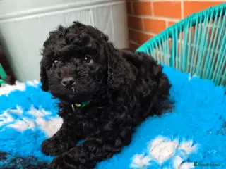 Toy Poodle dogs Georges KC Black Toy Poodle Puppies 🐩 - Advert 13
