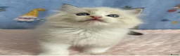 Ragdoll cats for sale: 🐾 Beautiful Ragdoll Kittens for Sale 🐾 - Advert 25