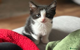 British Shorthair cats for sale: 8 week old kitten  - Image 1