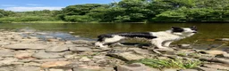 Border Collie dogs for sale: 3 year old male Border Collie in Selkirk - Advert 5