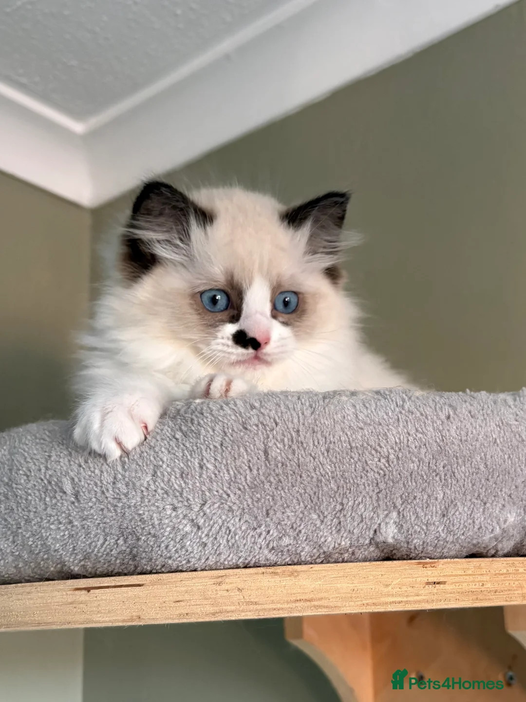 Ragdoll cats for sale: 2 boys ready now - Advert 10