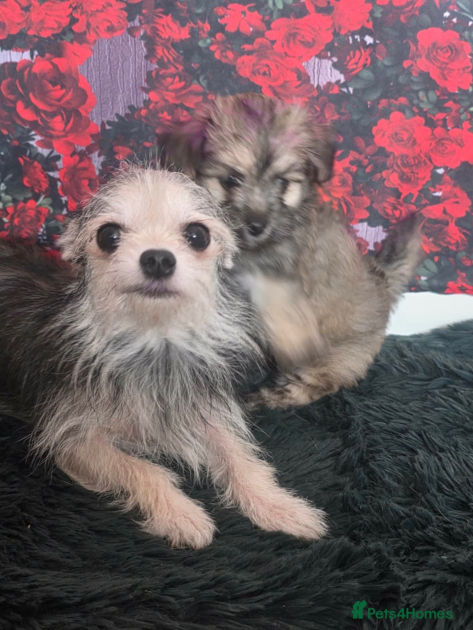 Mixed Breed dogs for sale: Stunning little malchi girl 🐾💖🐾 - Advert 5