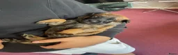 Belgian Shepherd Dog dogs for sale: Stunning Belgian Malinois puppies  - Advert 10