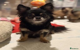 Chihuahua dogs for sale: Tiny Long-Haired Chihuahua Puppies - Image 1