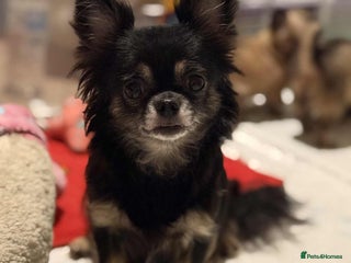 Chihuahua dogs - Advert 1