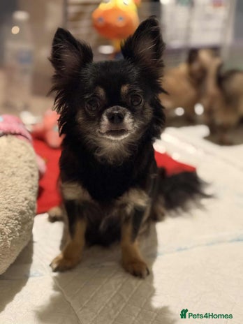 Chihuahua dogs - Advert 1