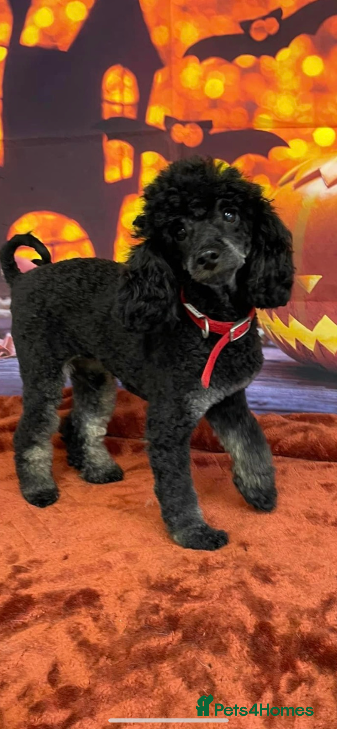 Miniature Poodle dogs for sale: Miniature poodle girls,ready now. - Image 8