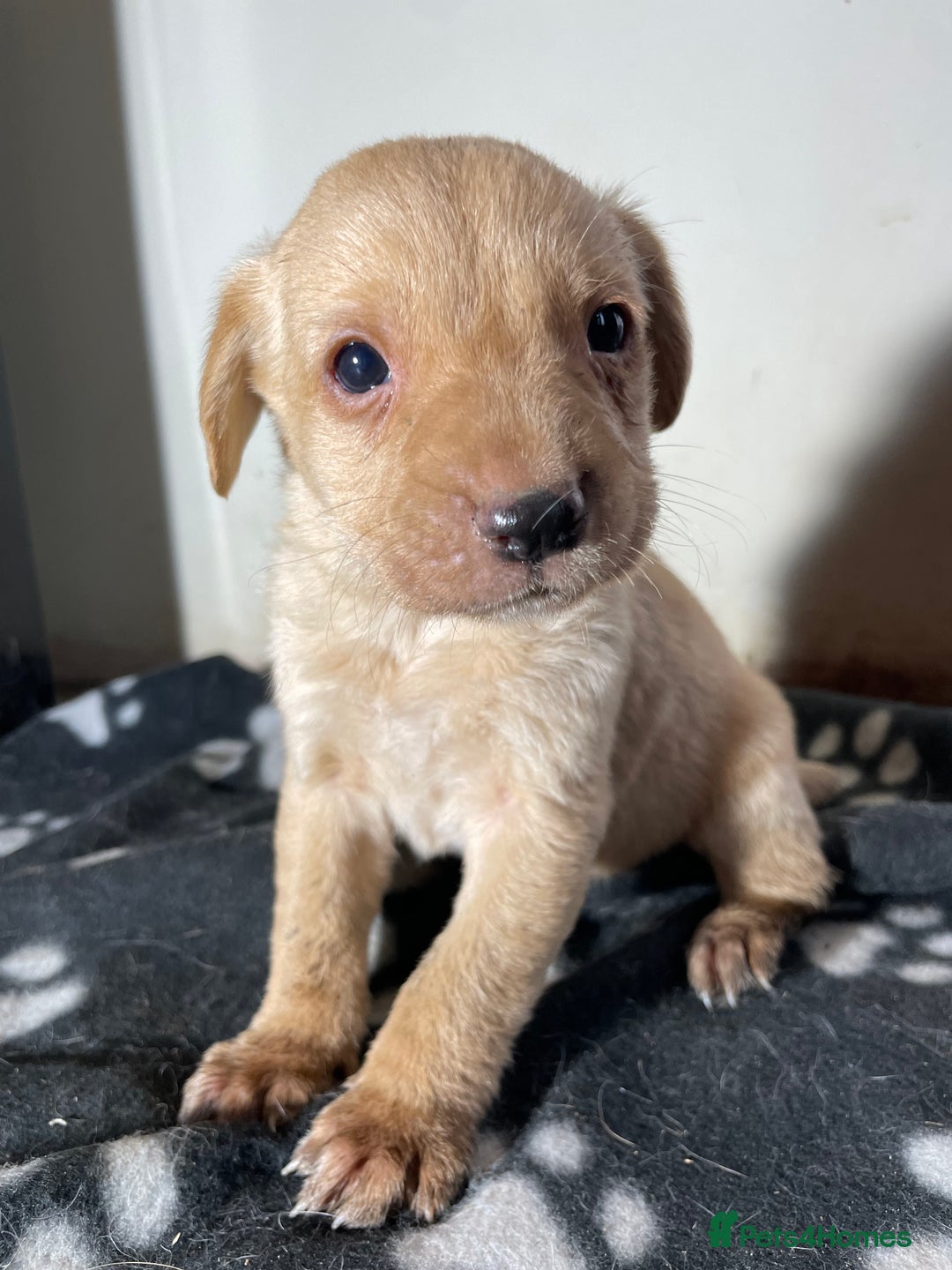 Labrador Retriever dogs for sale: Ready now Stunning chunky fox red pups - Advert 15