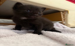 Mixed Breed cats for sale: 5 kittens  - Image 4