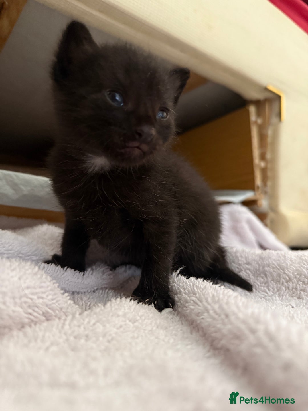 Mixed Breed cats for sale: 5 kittens  - Image 4