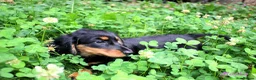 Miniature Dachshund dogs for sale: 🌟Dapple & Black Tan PRA Clear KC reg – June 26🌟 - Advert 24