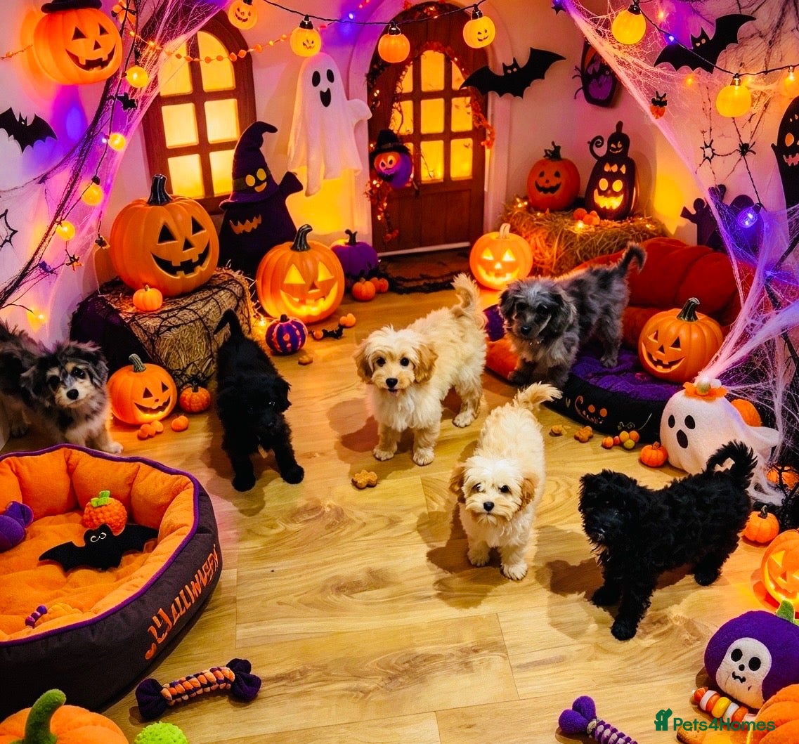 Cavapoo dogs for sale: top quality Cavapoo Puppies - Advert 1