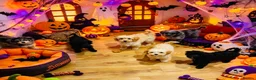 Cavapoo dogs for sale: top quality Cavapoo Puppies - Advert 3