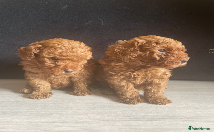 Toy Poodle dogs - Advert 4
