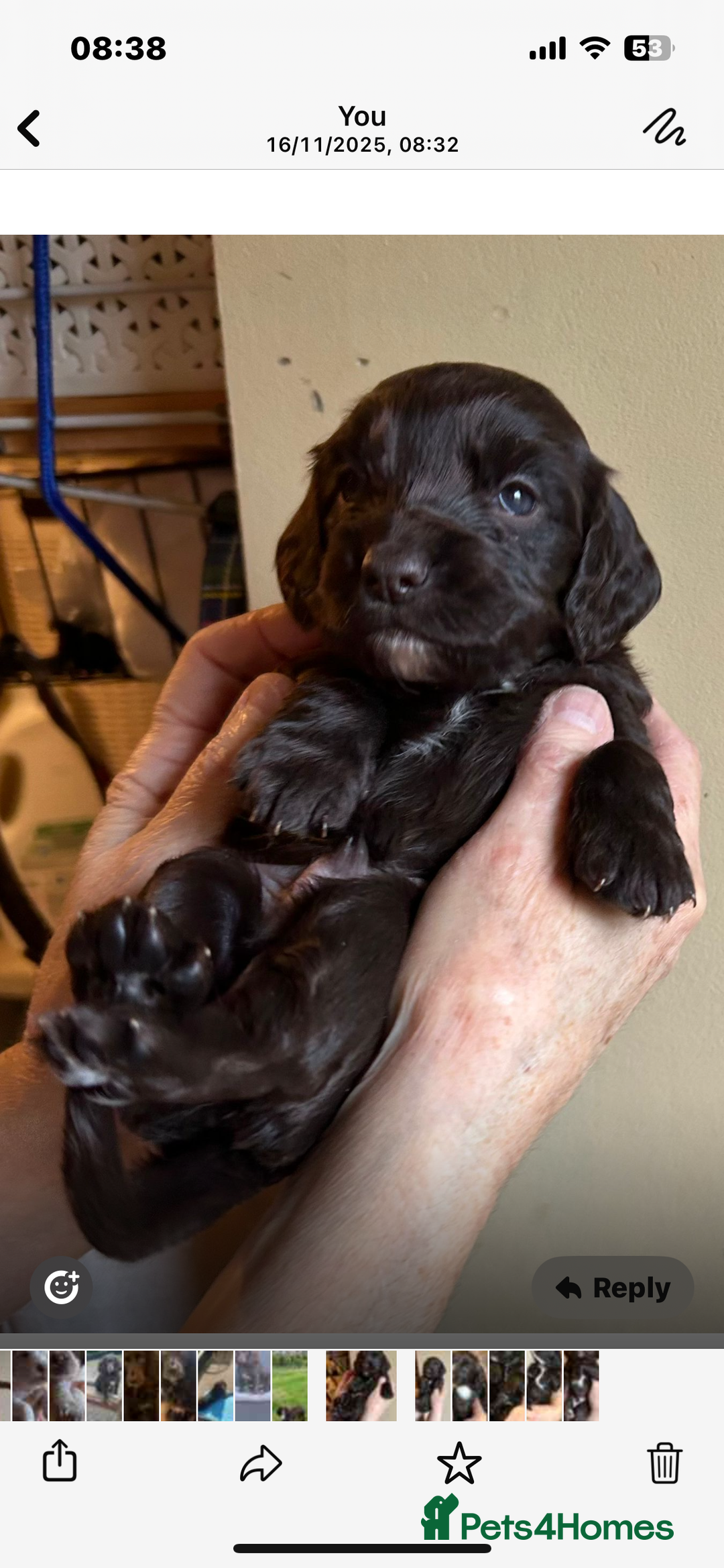 Cocker Spaniel dogs for sale: English Working Cocker Spaniel - Advert 15