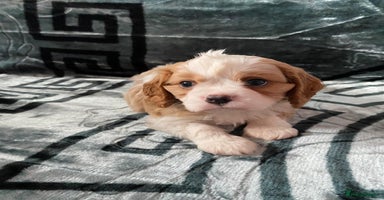 Cavalier King Charles Spaniel dogs - Advert 4