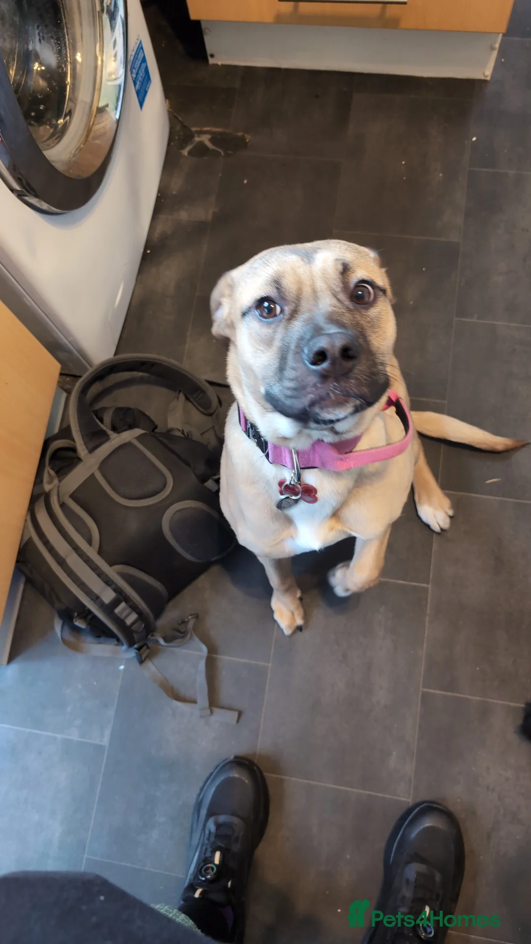 Mixed Breed dogs for sale: Lulu 8 months old  in Scarborough - Advert 2