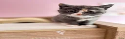 British Shorthair cats for sale: Chunky BDH / Ragdoll kittens  - Advert 7