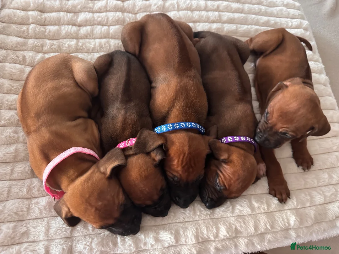 Rhodesian Ridgeback dogs for sale: 12 Gorgeous Rhodesian Ridgebacks   - Advert 15