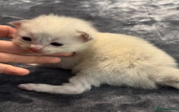 Ragdoll cats for sale: Rare Cherubim ragdolls lilac mink sepia smoke  - Image 4