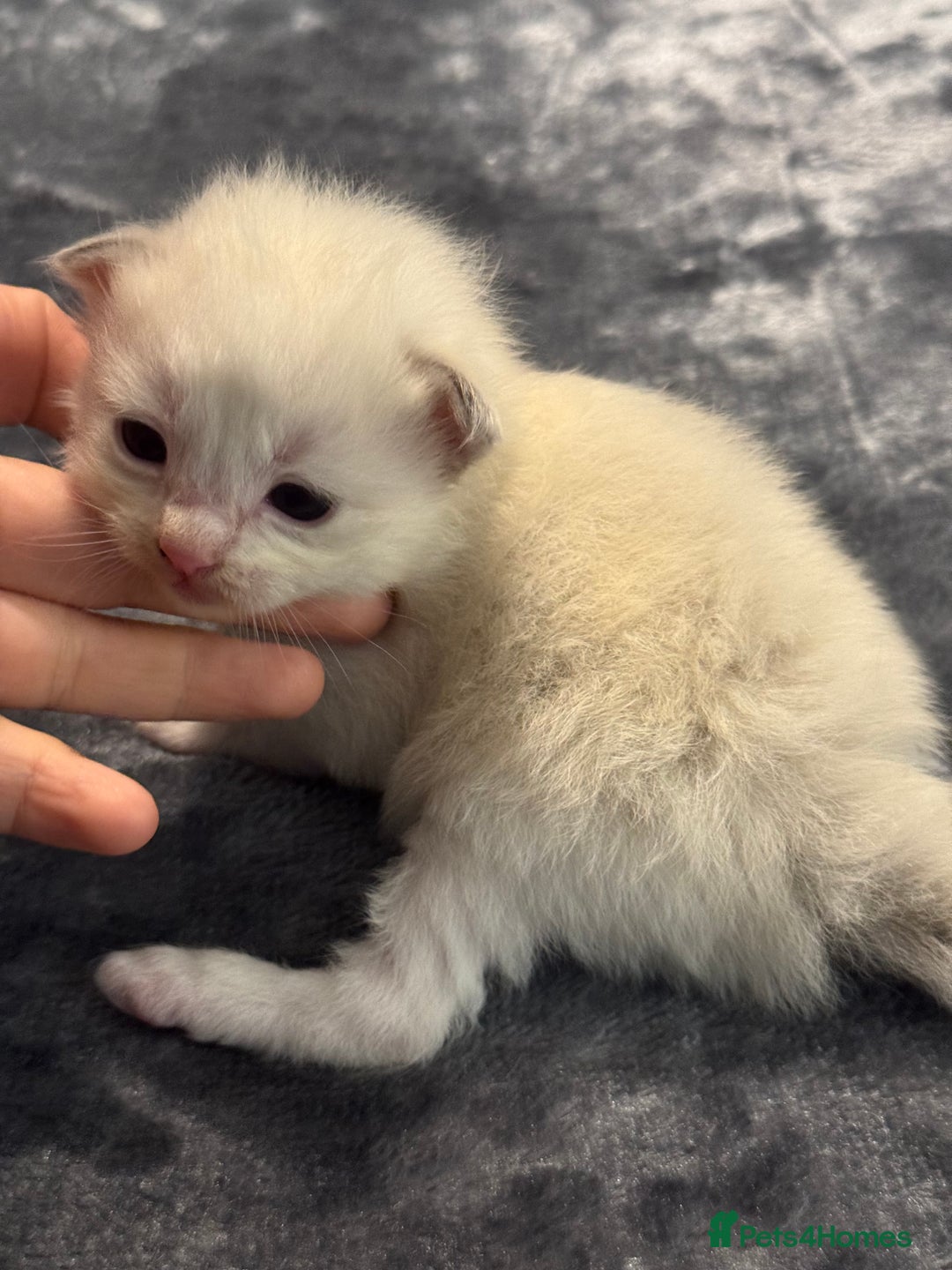 Ragdoll cats for sale: Rare Cherubim ragdolls lilac mink sepia smoke  - Image 4
