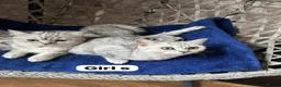 British Shorthair cats for sale: Beautiful British Shorthair - Advert 12