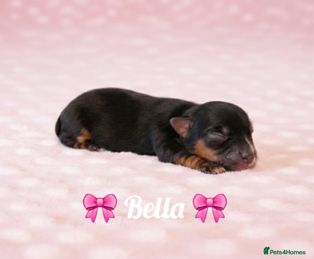 Yorkshire Terrier dogs for sale: Beautiful Biewer Terrier 🥰 in Redruth - Advert 6