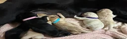 Labrador Retriever dogs for sale: 🐾 GORGEOUS LABRADOR PUPPIES – BORN 25TH SEPTEMBER - Advert 6