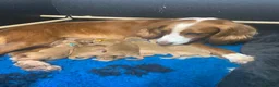 Cocker Spaniel dogs for sale: Golden cocker spaniel pups  - Advert 28