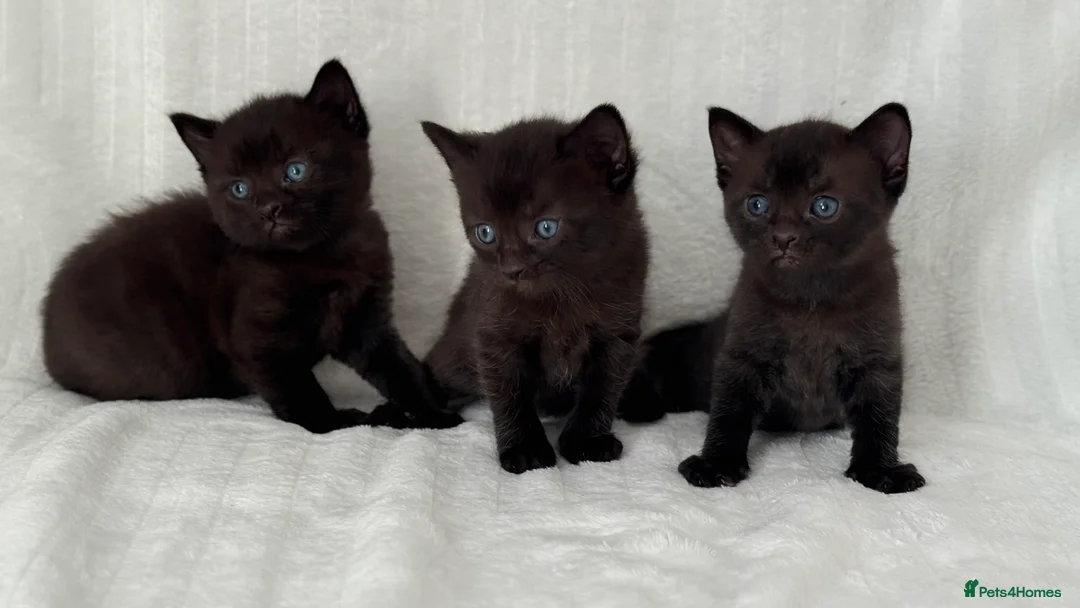 Sphynx cats for sale: ADORABLE KITTENS AVAILABLE - Advert 3