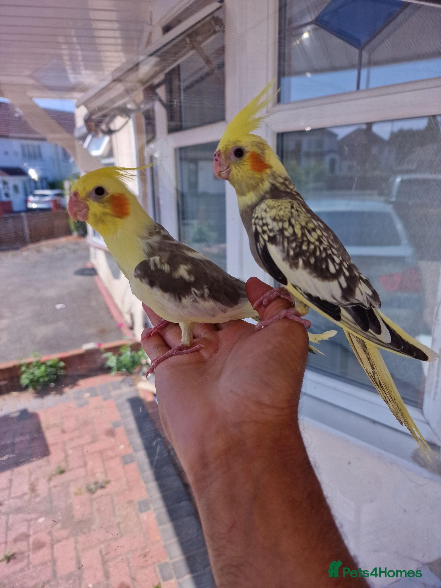 Cockatiels birds Super silly tamed baby cockatiels  - Advert 7