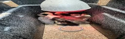 Mixed Breed poultry for sale: Ducks, ducklings, pullets, chicks - Advert 3