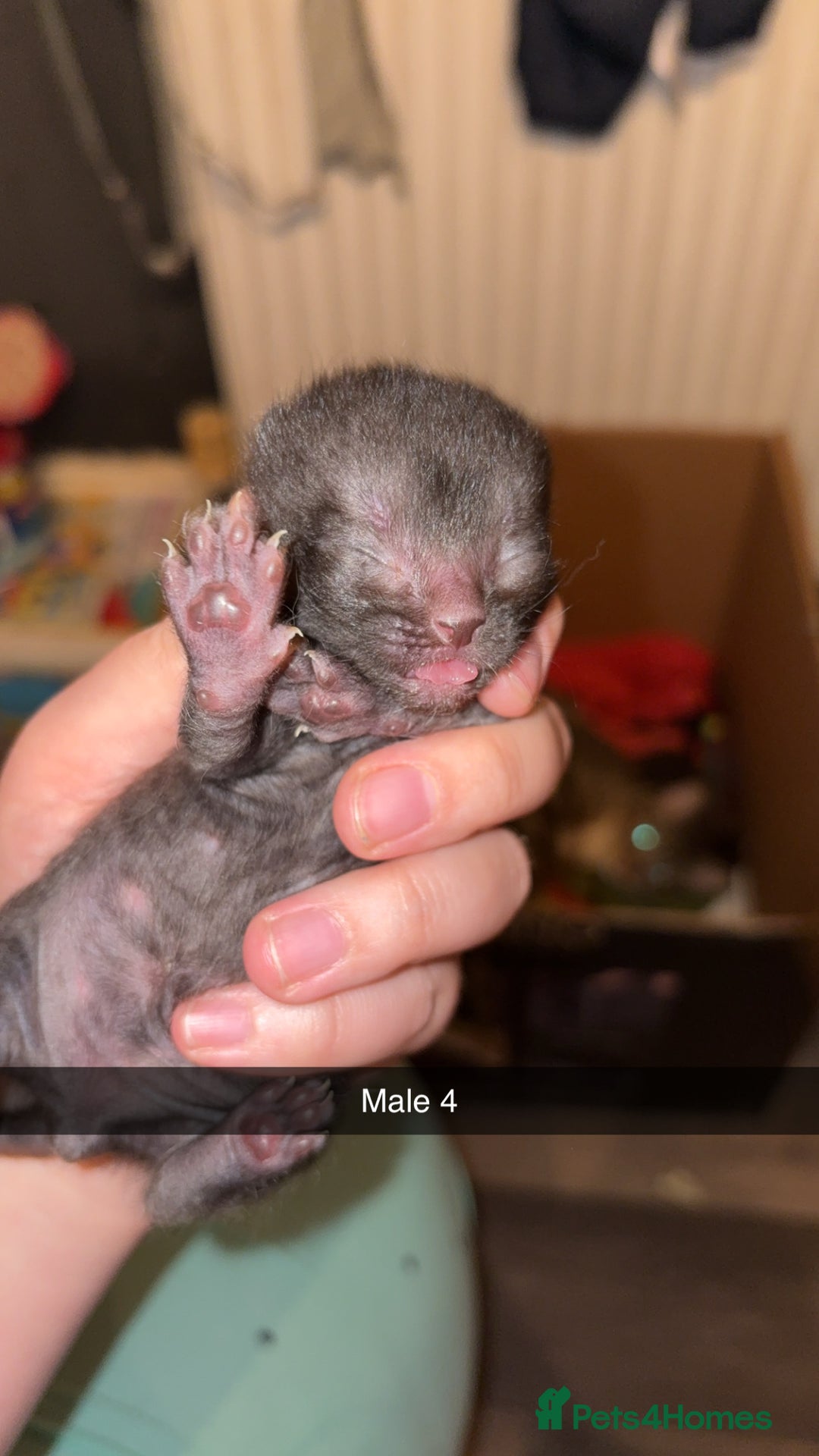 Mixed Breed cats for sale: 4 male kittens ready 12th October  - Image 8