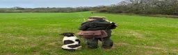 English Springer Spaniel dogs for sale: Beautiful Springer Spaniel Puppies For Sale  - Advert 29