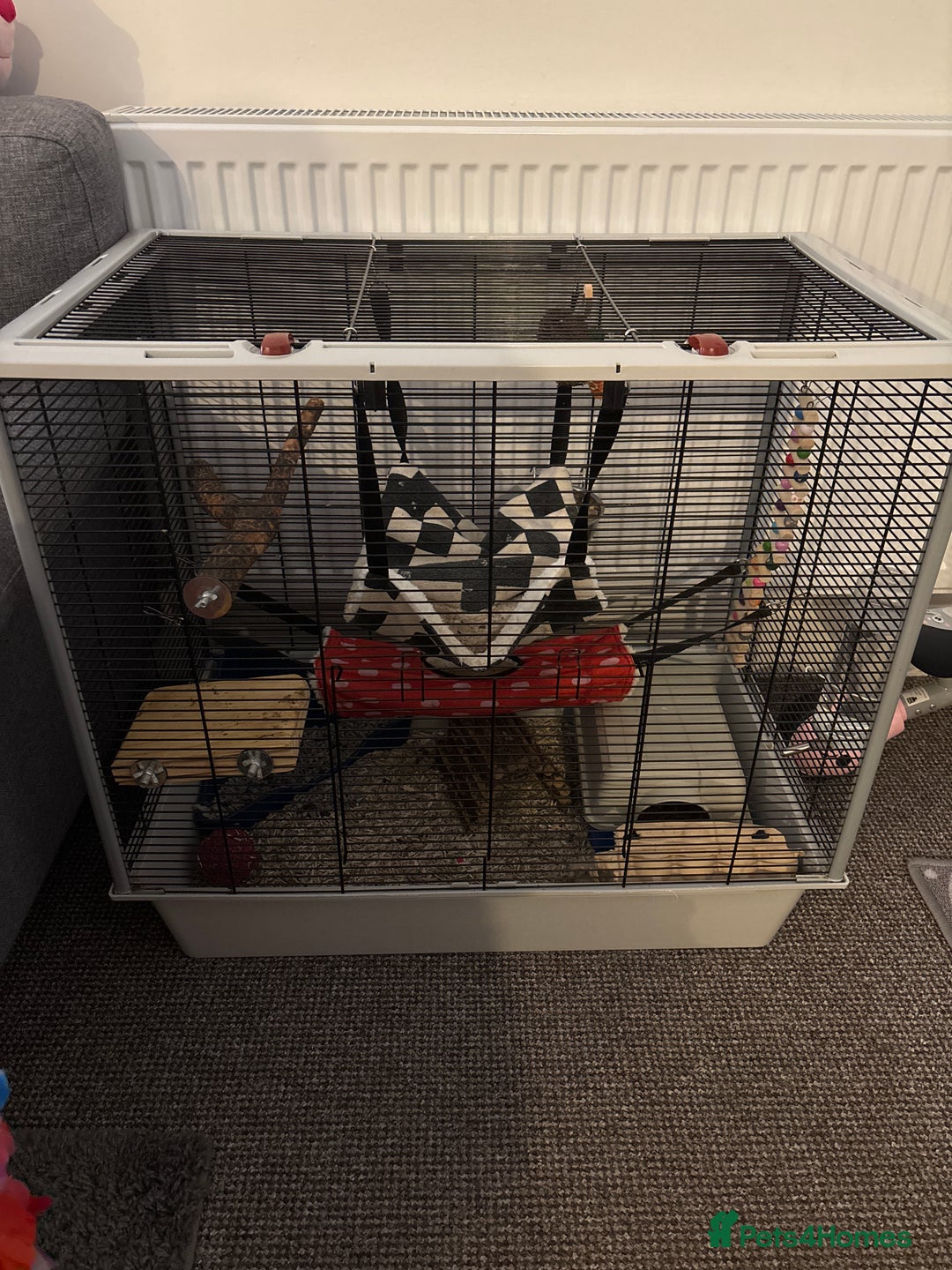 Rat rodents for sale: Female rat and cage for sale  - Image 2