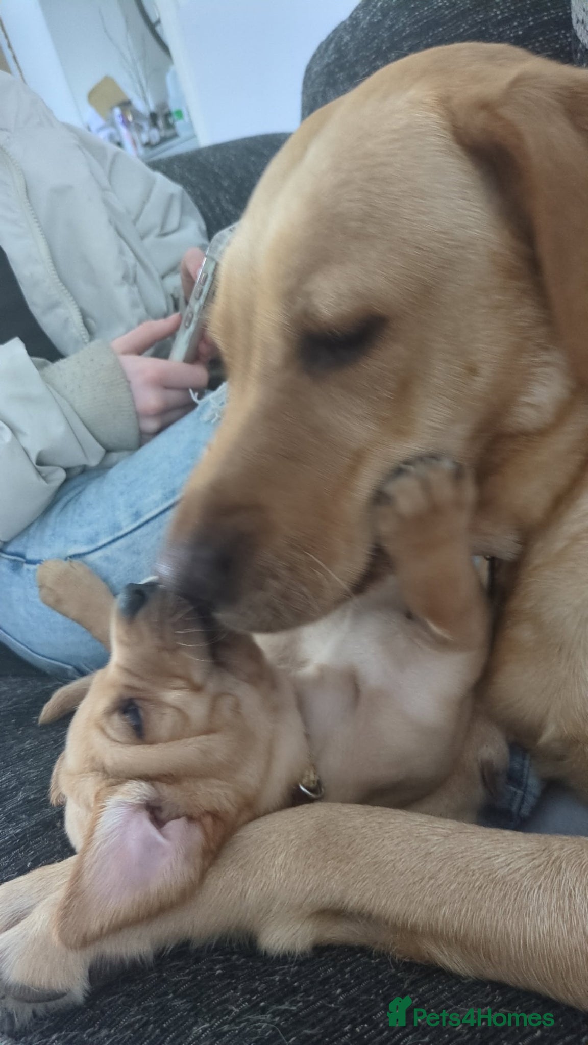 Labrador Retriever dogs Chunky Labrador puppies  - Advert 8